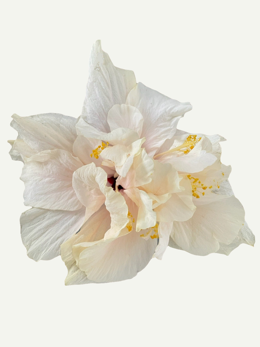 Hibiskus Weiß Gefüllt