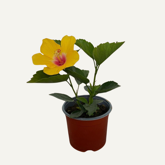Hibiskus Galber Zweifarbiger 2