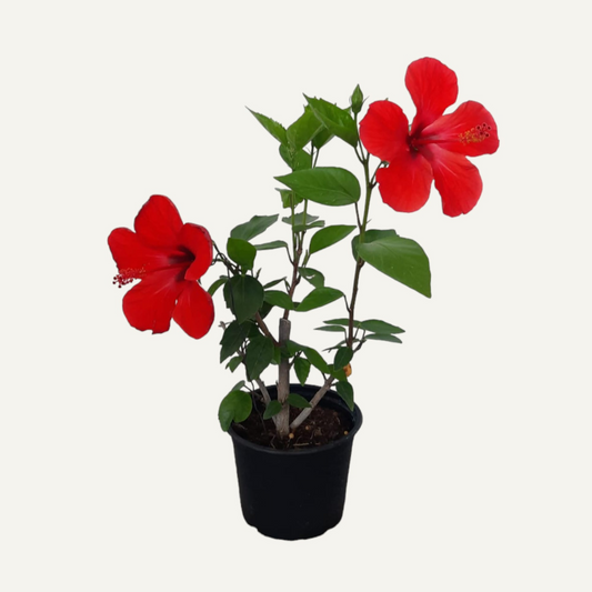 Hibiskus Einfach Rot