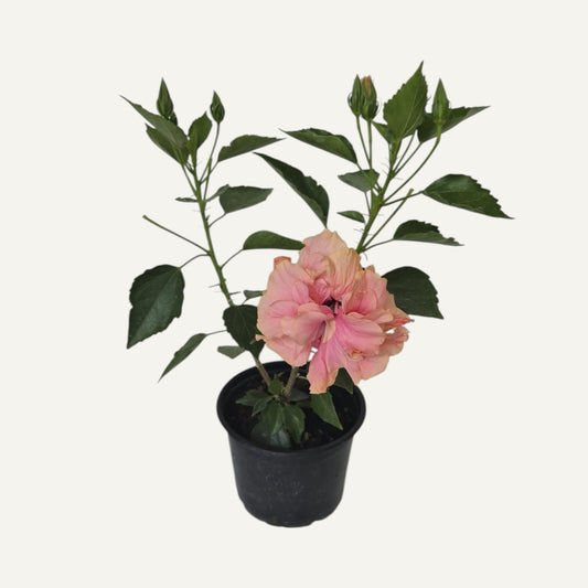 Hibiskus Rosa Gefüllt