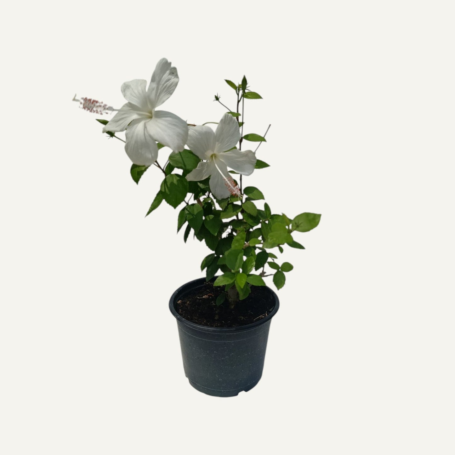 Hibiskus Weiß Fiji