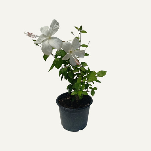 Hibiskus Weiß Fiji