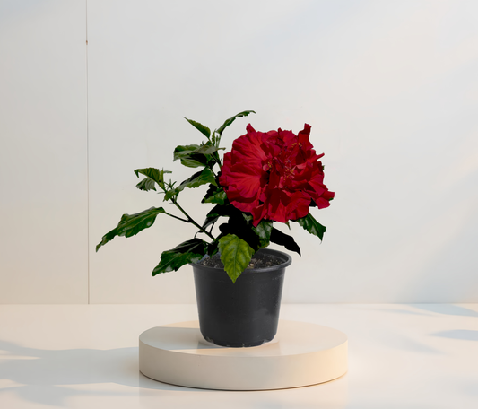 Hibiskus Rot Gefüllt