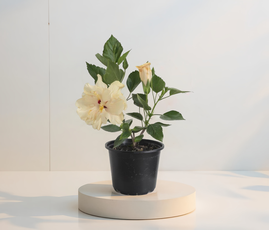 Hibiskus Weiß Gefüllt