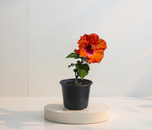 Hibiskus Zweifarbig Orange 2
