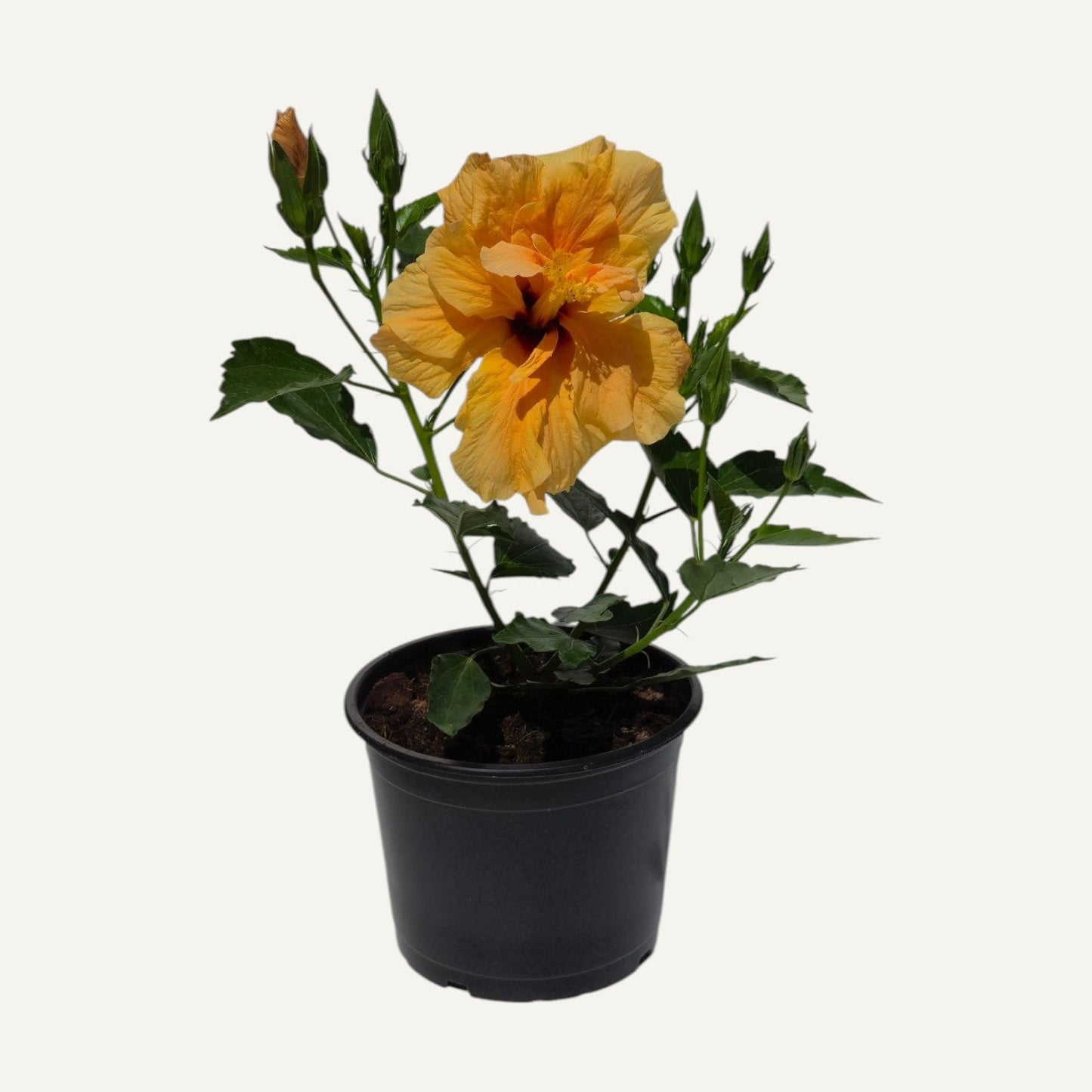 Hibiskus Orange Gefüllt