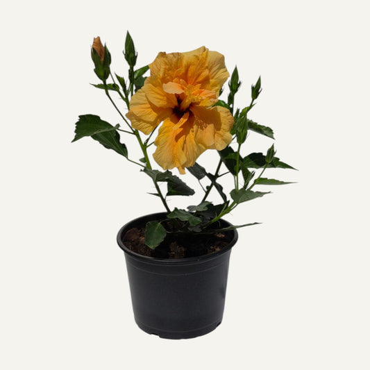 Hibiskus Orange Gefüllt