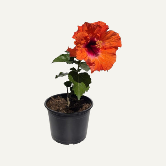Hibiskus Zweifarbig Orange 2
