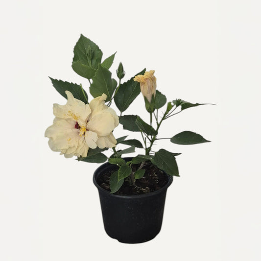 Hibiskus Weiß Gefüllt