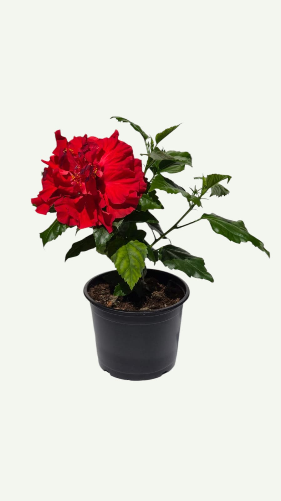 Hibiskus Rot Gefüllt