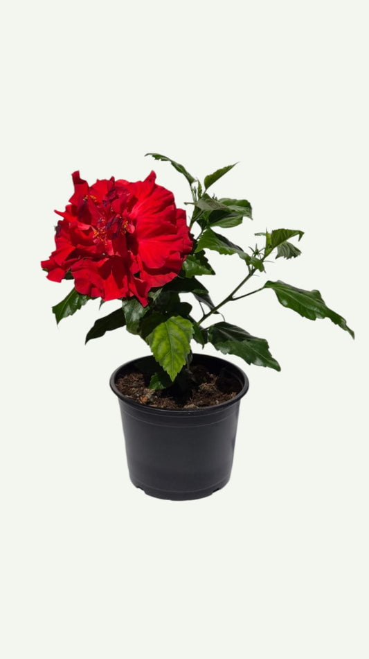 Hibiskus Rot Gefüllt