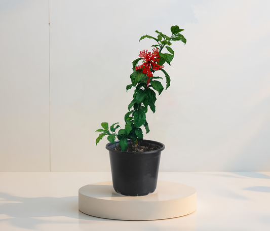 Hibiskus Skizoptelaus