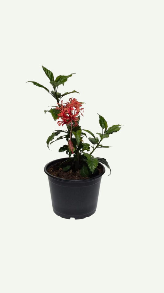 Hibiskus Skizoptelaus