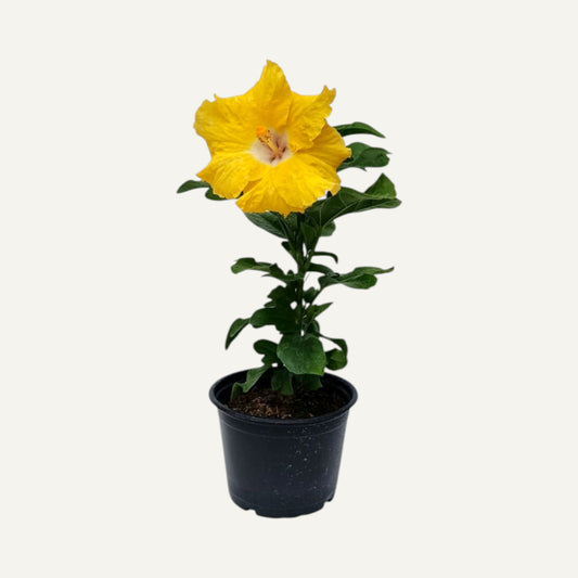 Hibiskus Tropisch Gelb